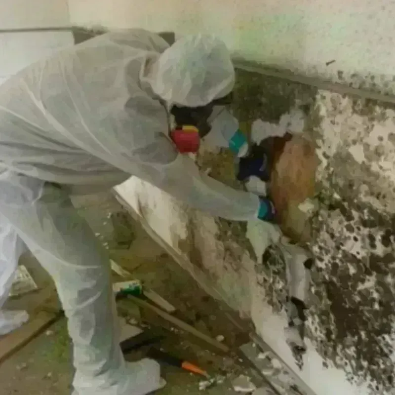 Mold Remediation and Removal in Kingwood Area, TX